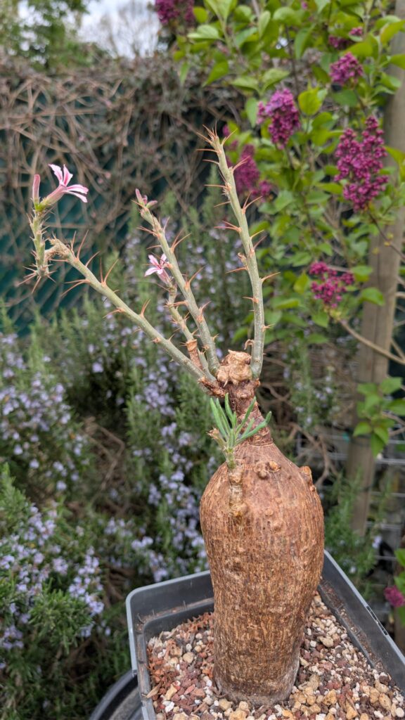 Pachypodium succulentum
