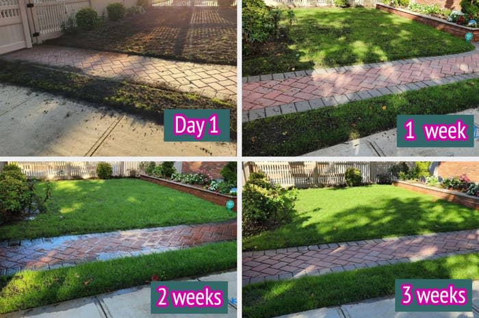 Four-image collage showing a lawn's progress from sparse to lush grass over three weeks, marked by text: Day 1, 1 week, 2 weeks, 3 weeks