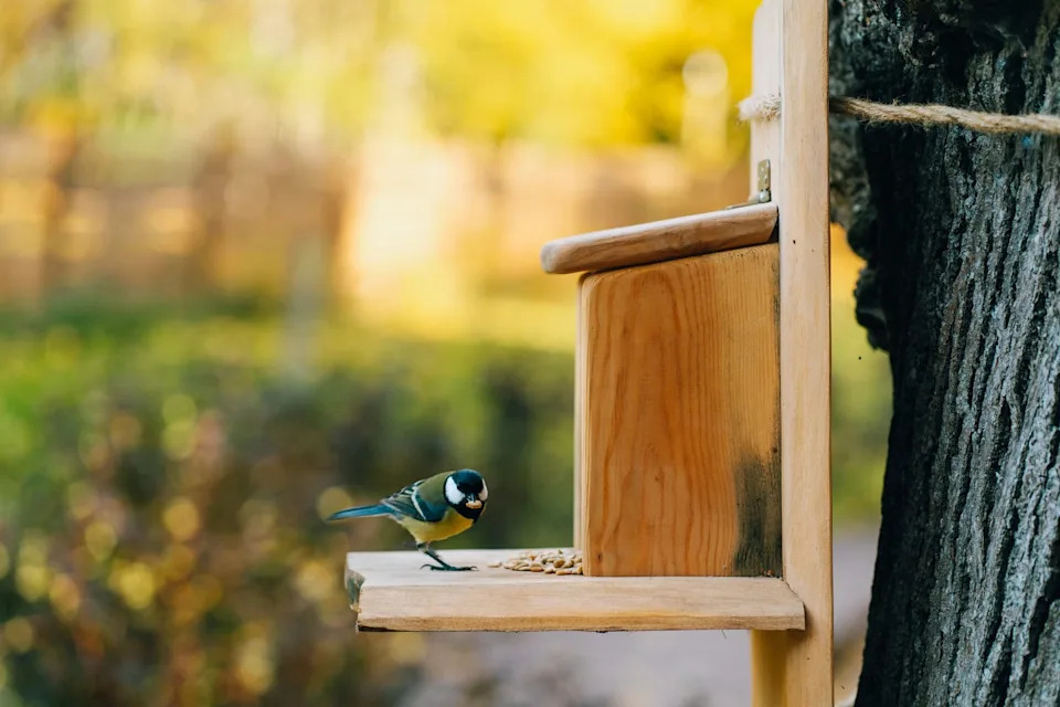 great tit perched on a wooden bird feeder, enjoying sunflower seeds in a colorful autumnal park