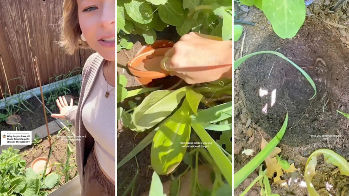 Gardener demonstrates ancient method to keep plants hydrated: ‘You don’t need to keep watering them’ Gardener demonstrates ancient method to keep plants hydrated: 'You don't need to keep watering them'