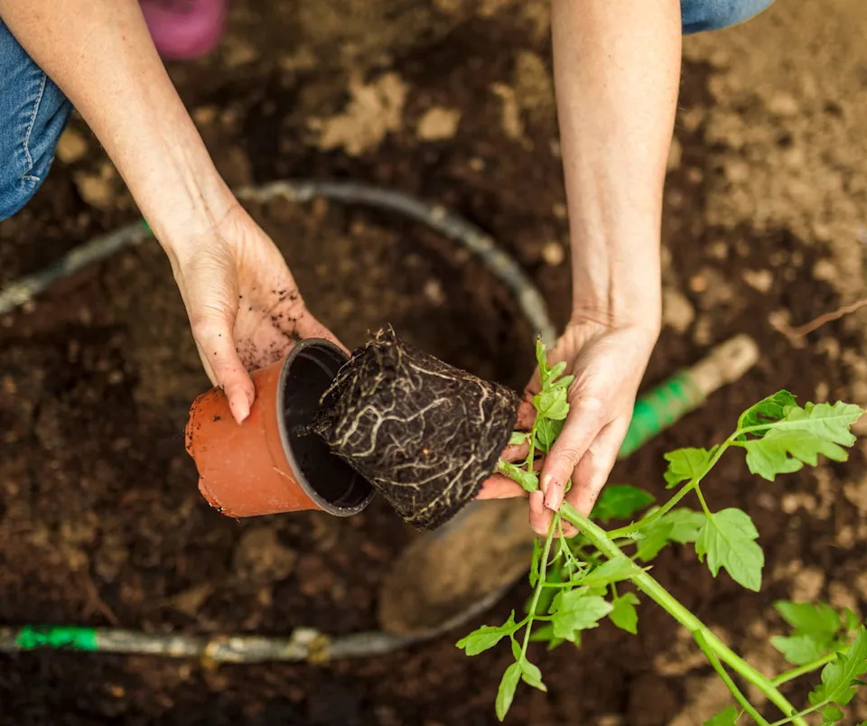 are you planting tomatoes too early