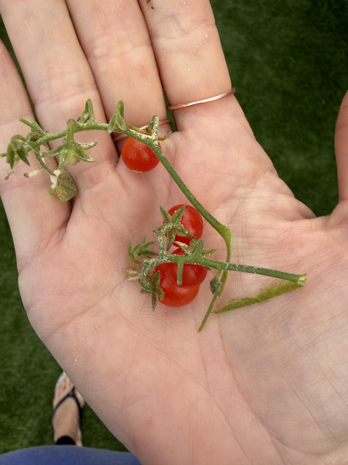 The teeniest tomatoes 🍅