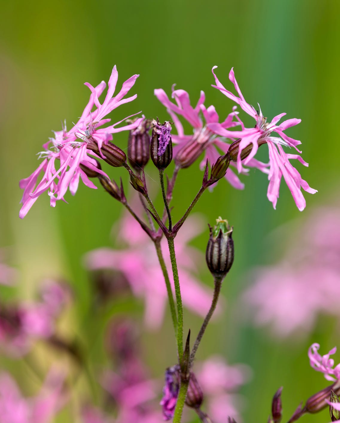 pink ragged robin wildflower in front of blurred yellow buttercups. its unique, ragged petals stand out against a soft focus background. perfect for nature, beauty, or summer themes