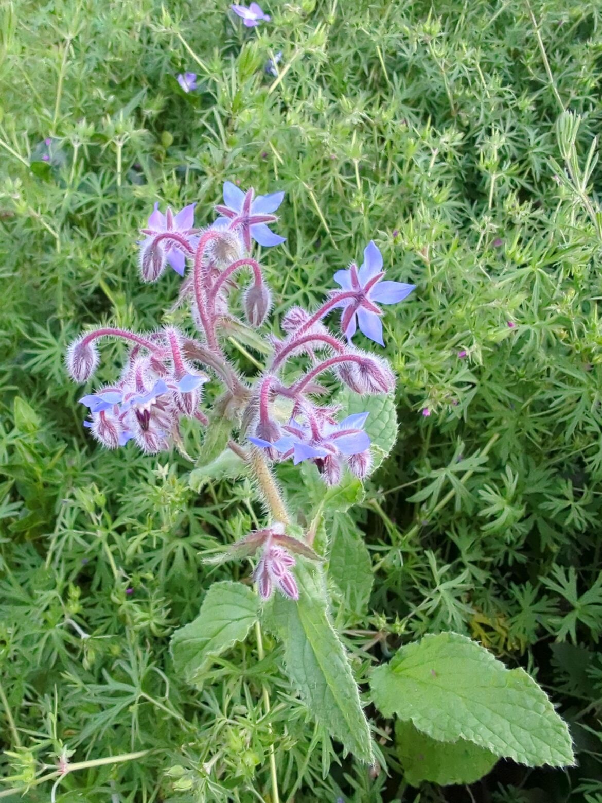 Beautiful purple...weed?
