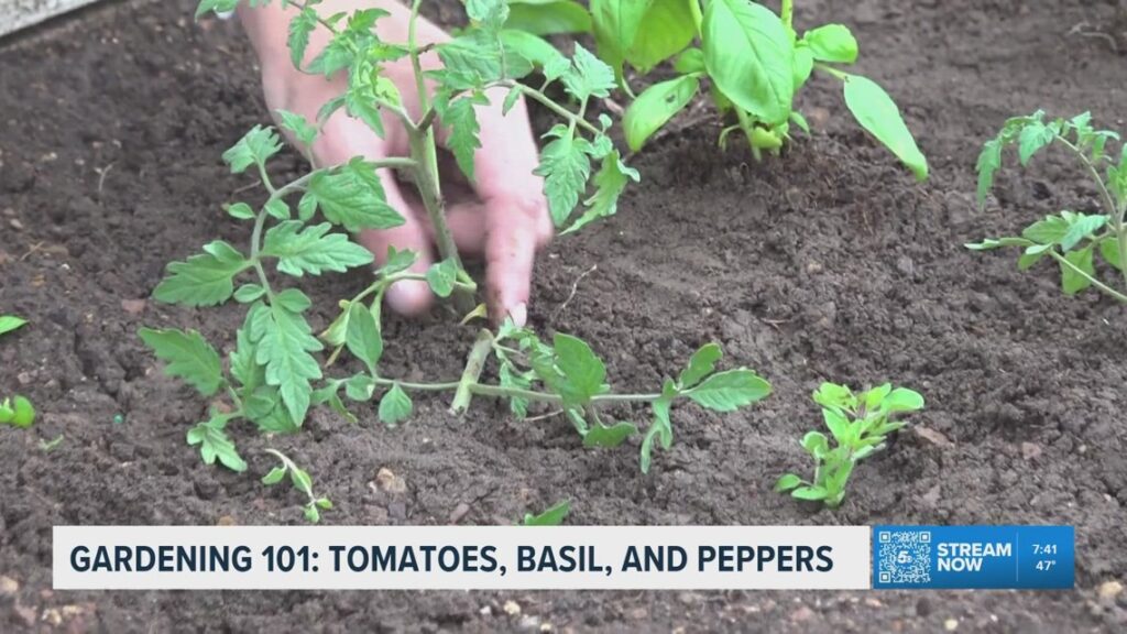 Master gardener shares spring planting tips Master gardener shares spring planting tips