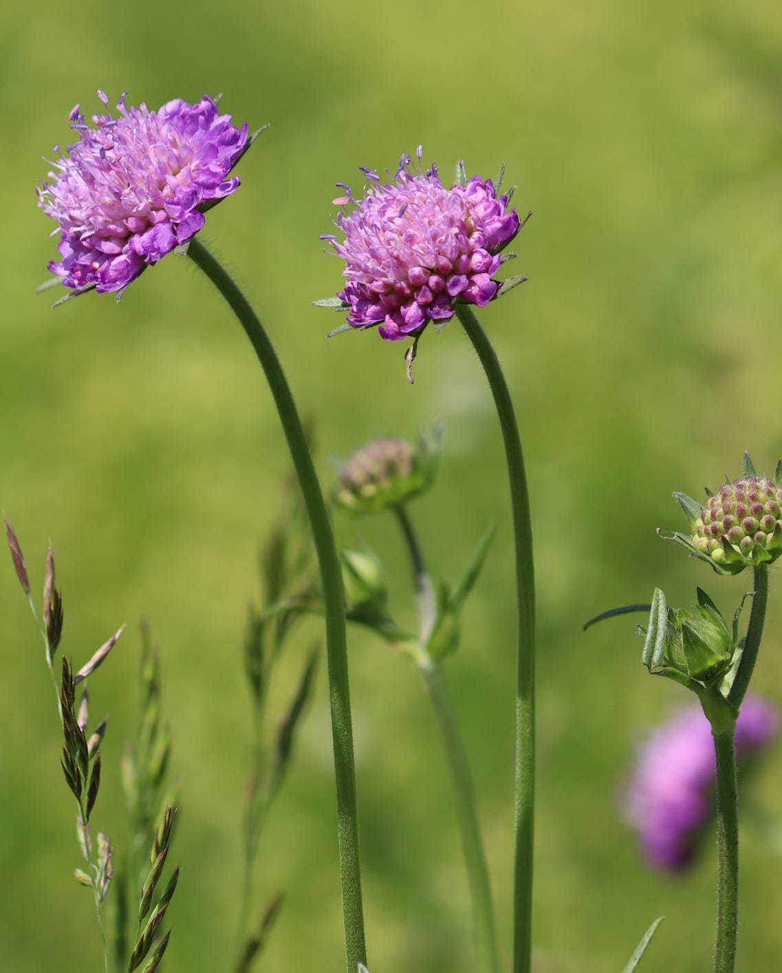 purple flowers of field scabious (knautia arvensis) in wild
