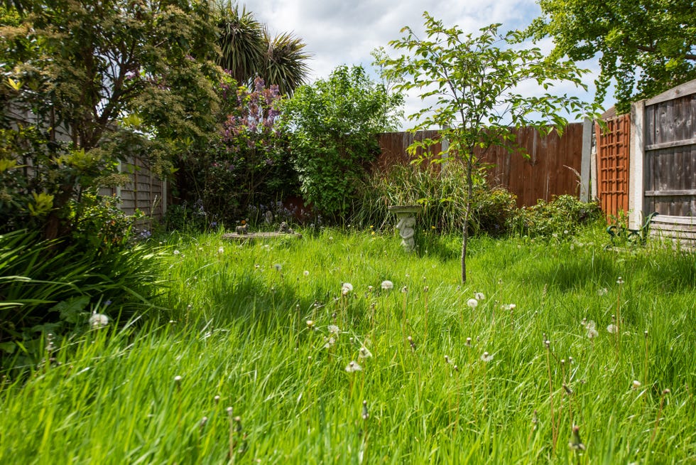 Uncut garden lawn a general view of a small unkept back garden with long uncut grass with weeds, timber fence, tree and shrubs, bushes