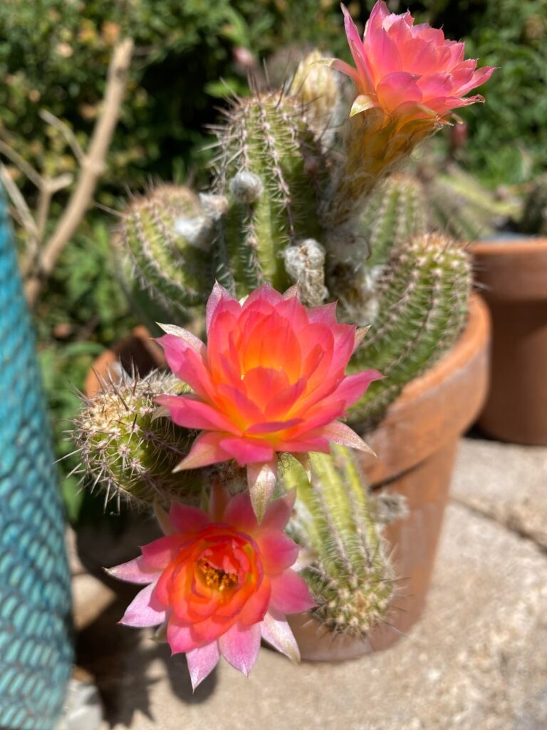 Chamaecereus ‘Perla Di Verona’ with the sun hitting it just right