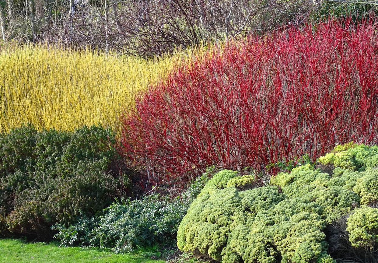 Yellow-twig and red-twig dogwood shrubsCredit: mtreasure / Getty Images