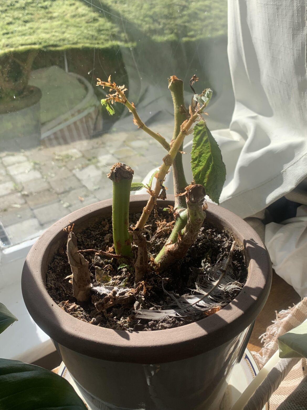 Begonia tryna Be-gone. Begonia tryna Be-gone.