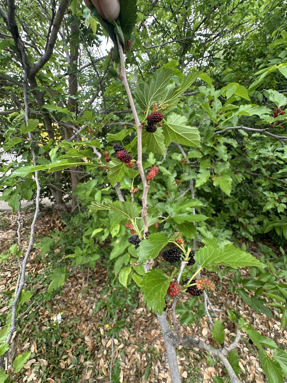 PSA: Free Fruit, y’all