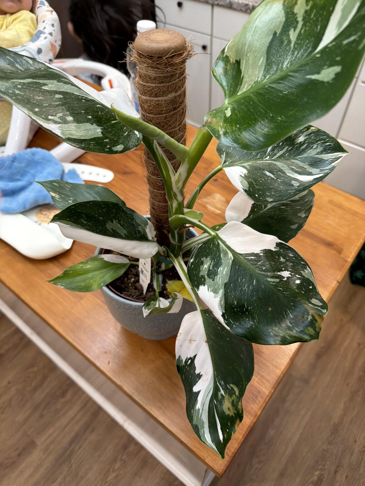 First monstera