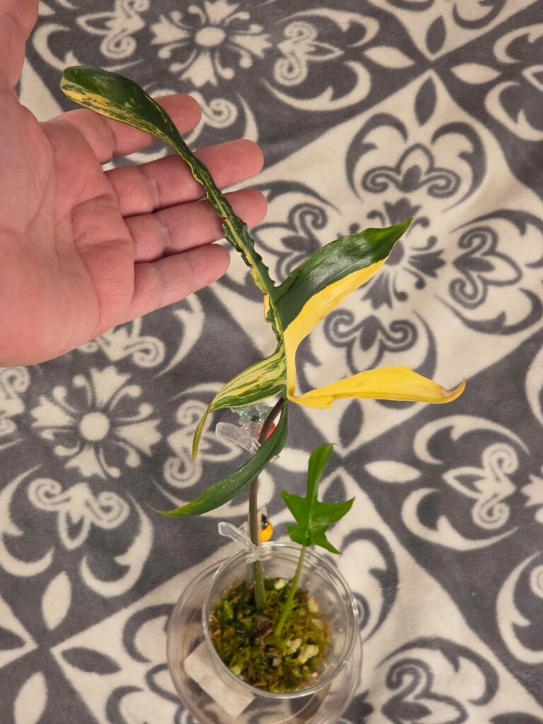 First new leaf on my Florida Beauty x Polypodioides