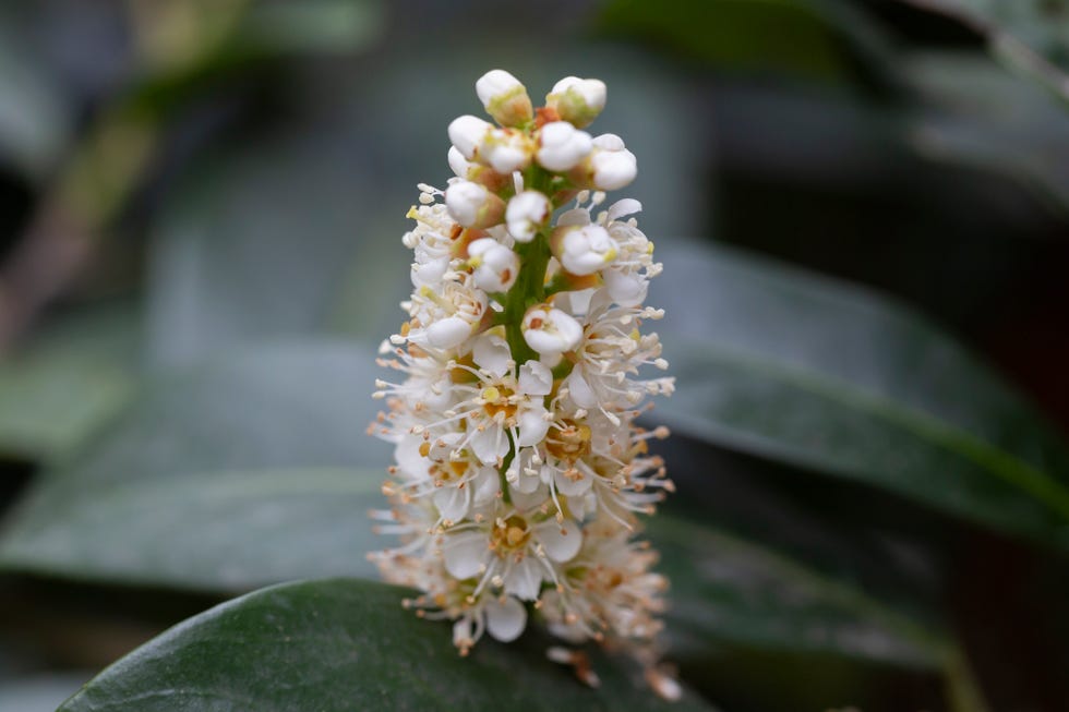 white blossom of prunus laurocerasus otto luyken shrub close up spring april selective focus