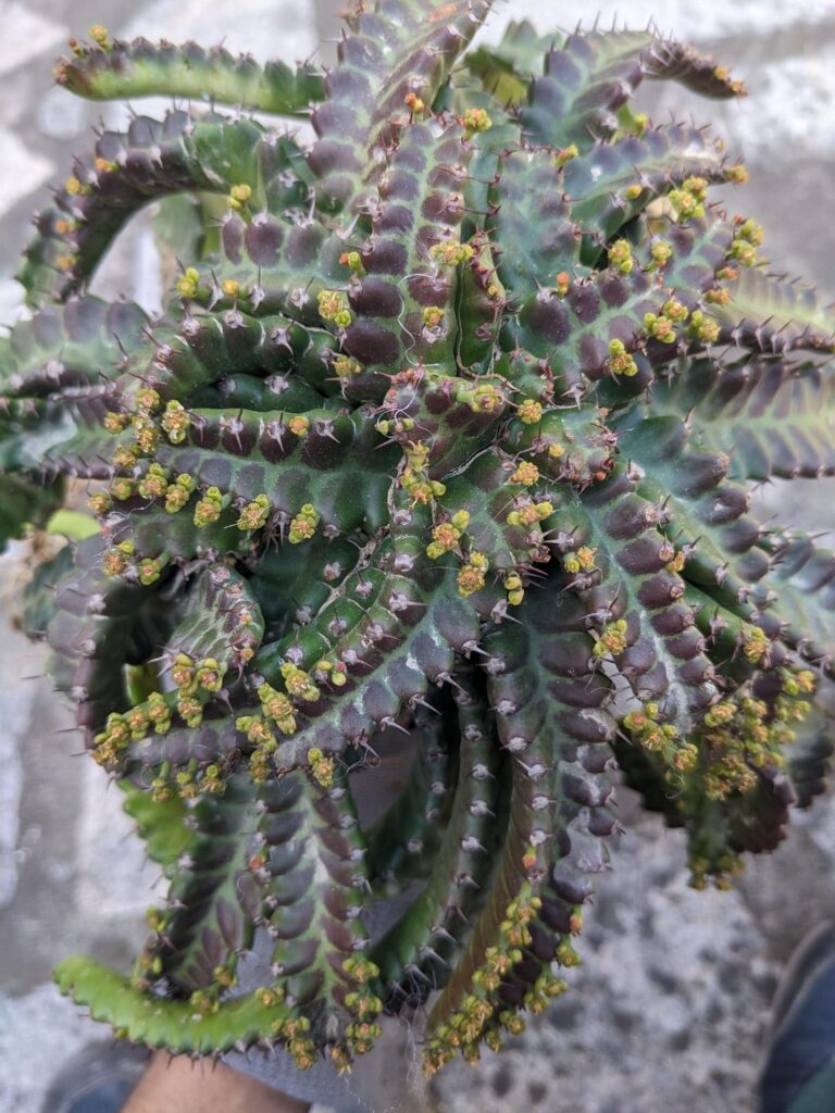Euphorbia stellata