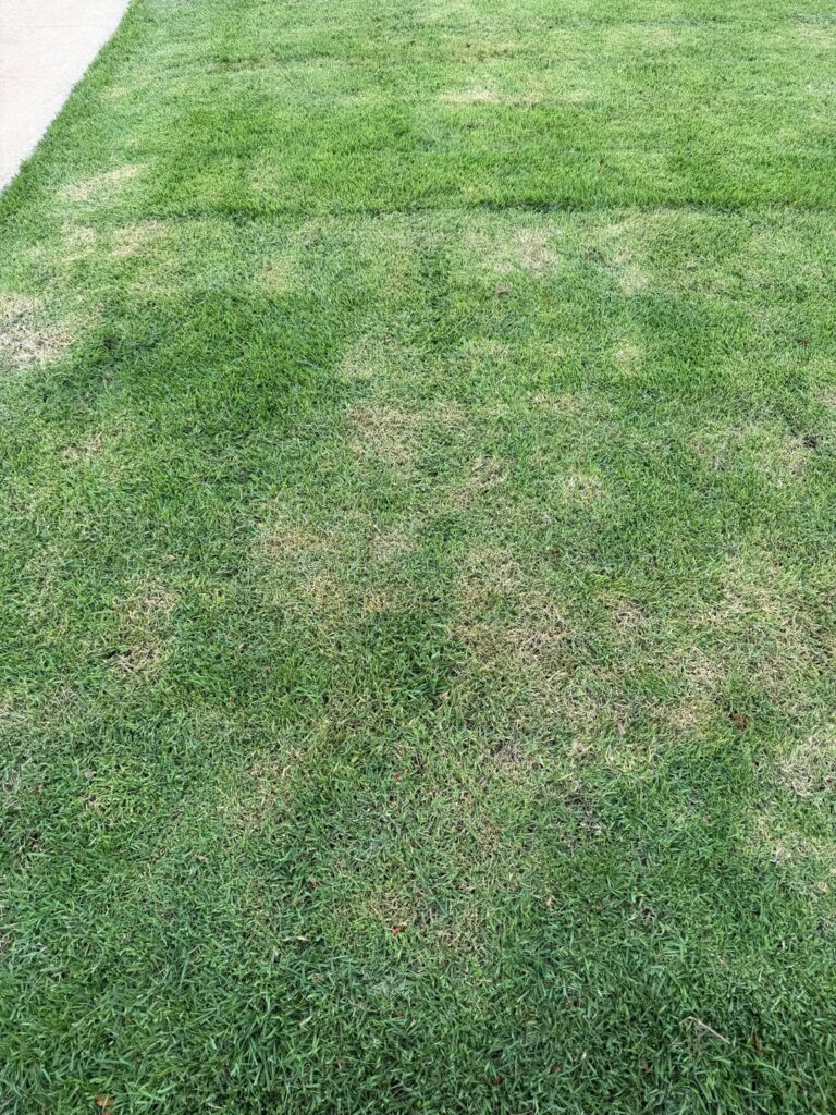 What are these tan patches?