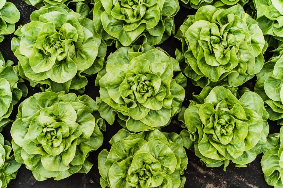 fast growing vegetables row of lettuces