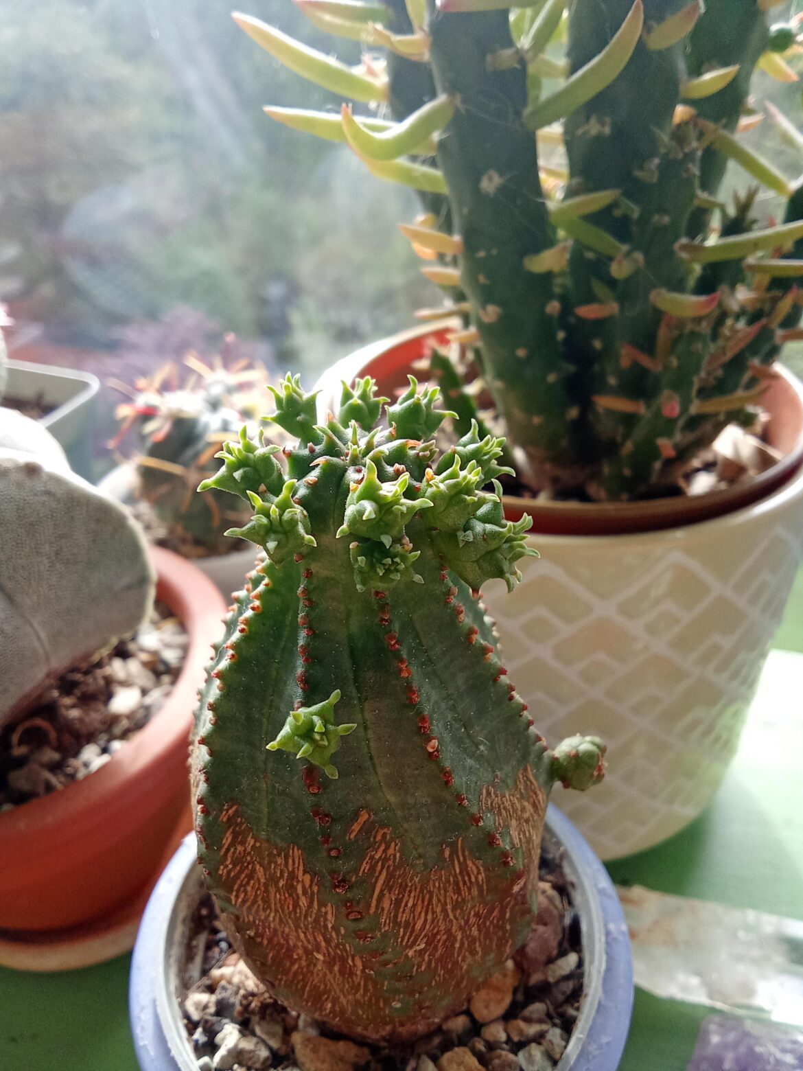 Euphorbia obesa