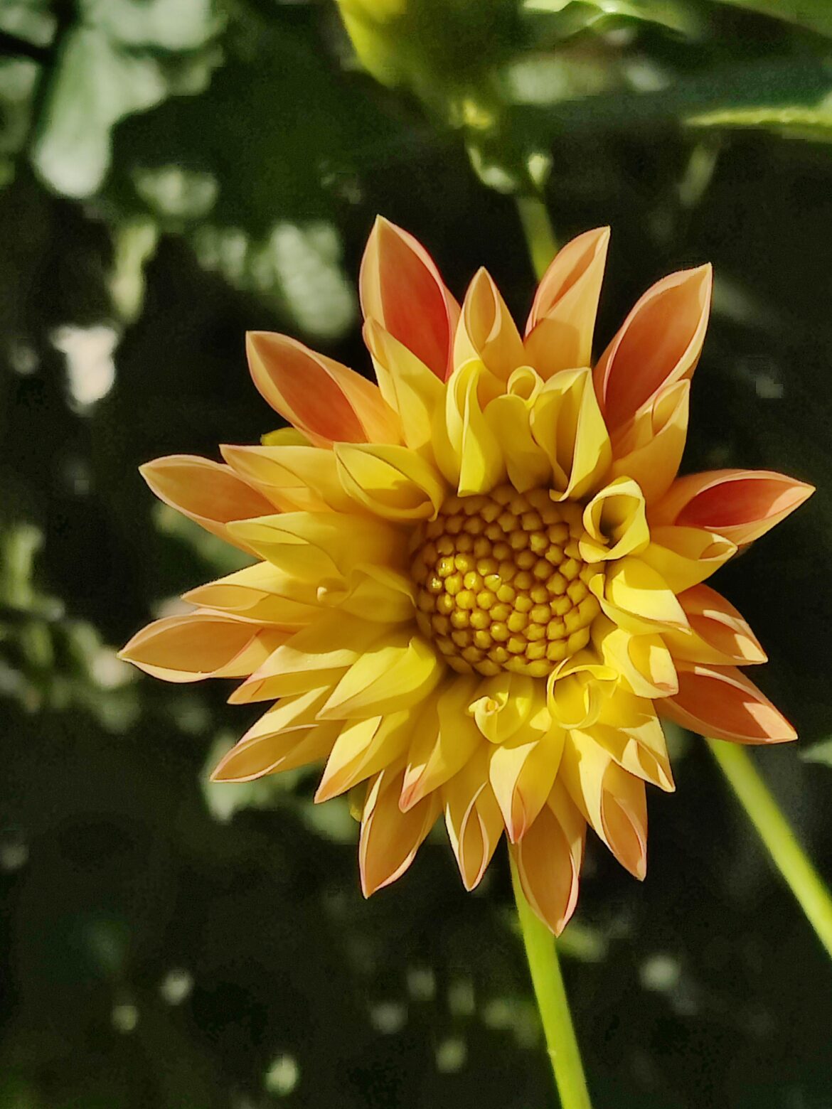 Dahlia