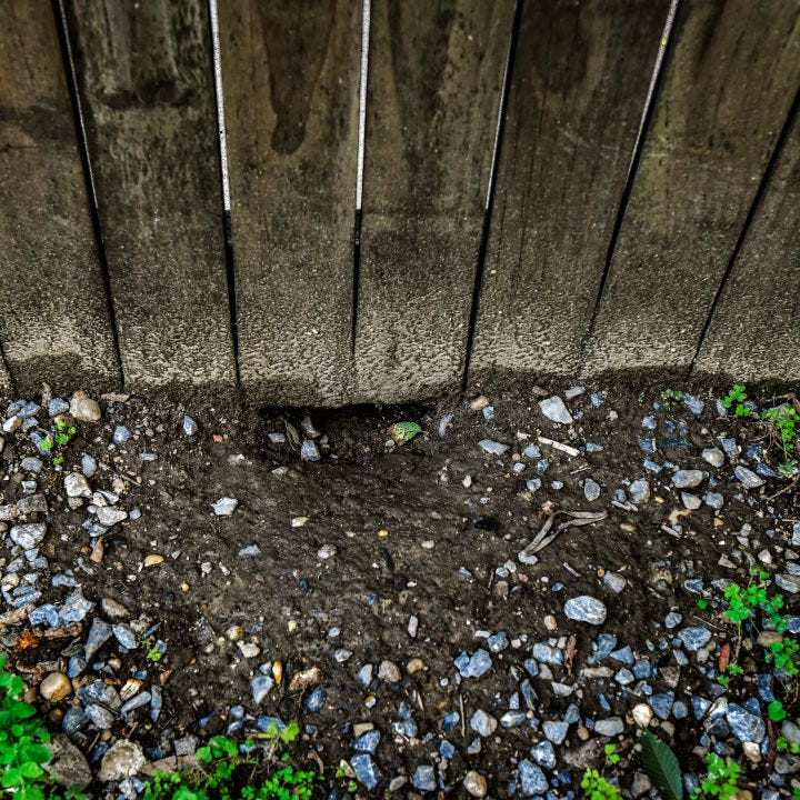 Matthew Kownacki and his multitude of rat burrows, in Washington, DC. washington, dc august 22: one of the many rat burrows along the fence in the back yard of matthew kownacki, who is battling rats around his nw rowhouse, on august, 22, 2018 in washington, dc. the grey pebbles have been pushed into his yard by the tunneling rats. (photo by bill oleary/the washington post via getty images)