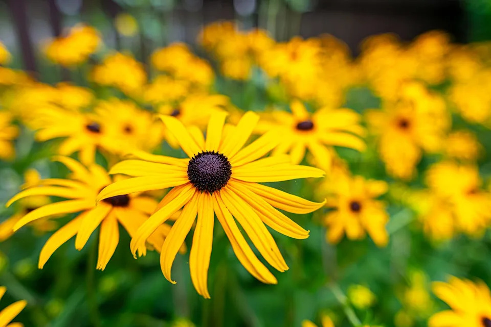 vibrant yellow black eyed susan flowers in bloom