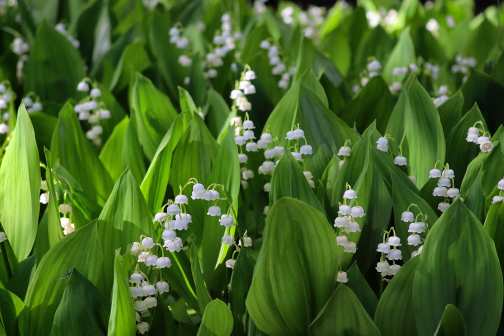 enchanting display of spring blooms in city parks lily of the valley (convallaria majalis)