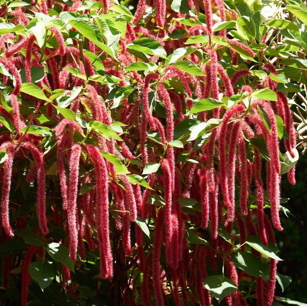 love lies bleeding (amaranthus caudatus)