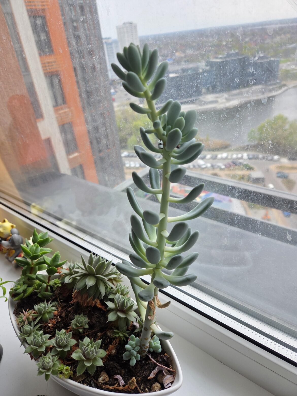 What should I do with this guy?