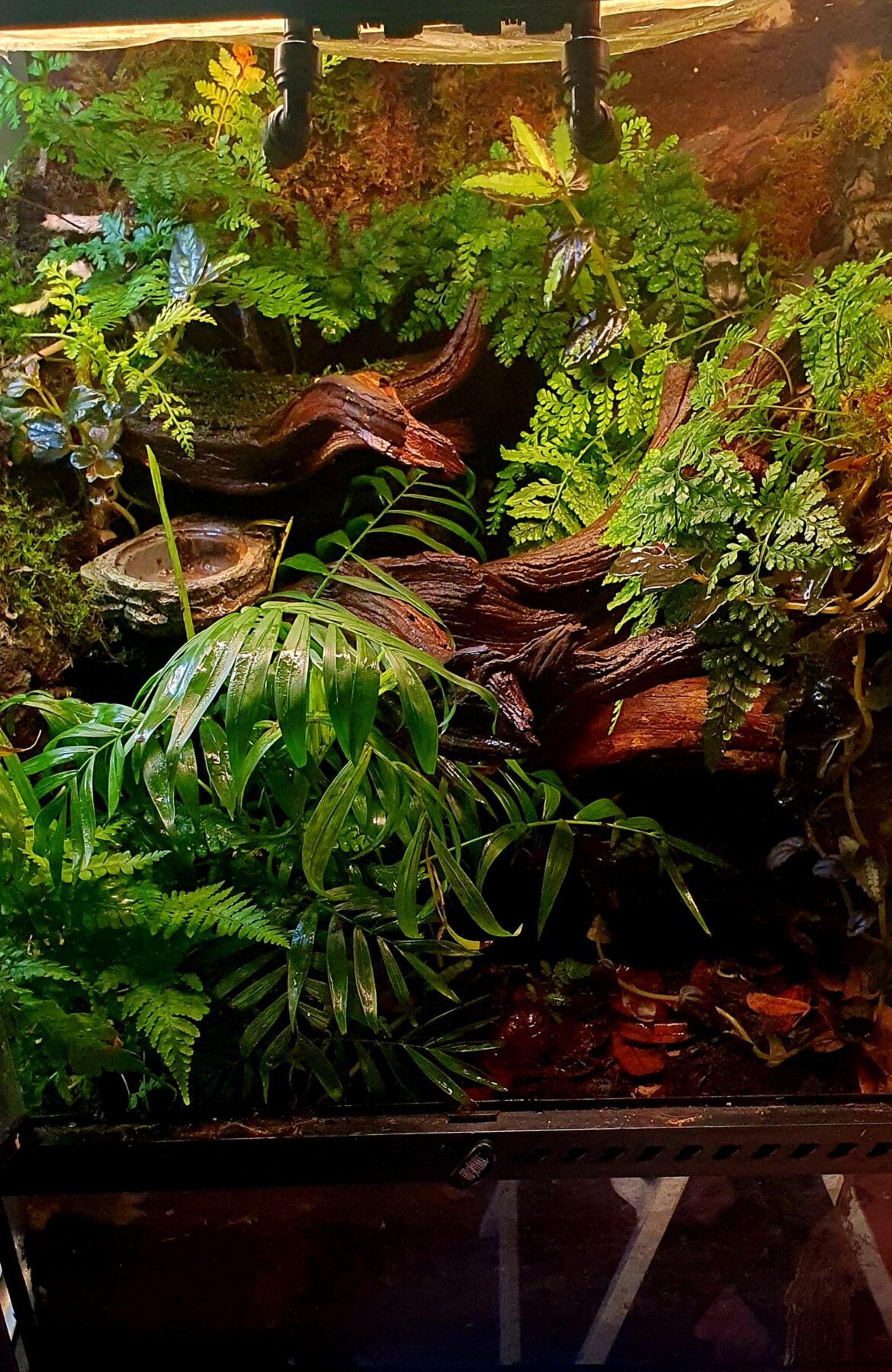 A sign of a good gecko enclosure is that the gecko is nowhere in sight