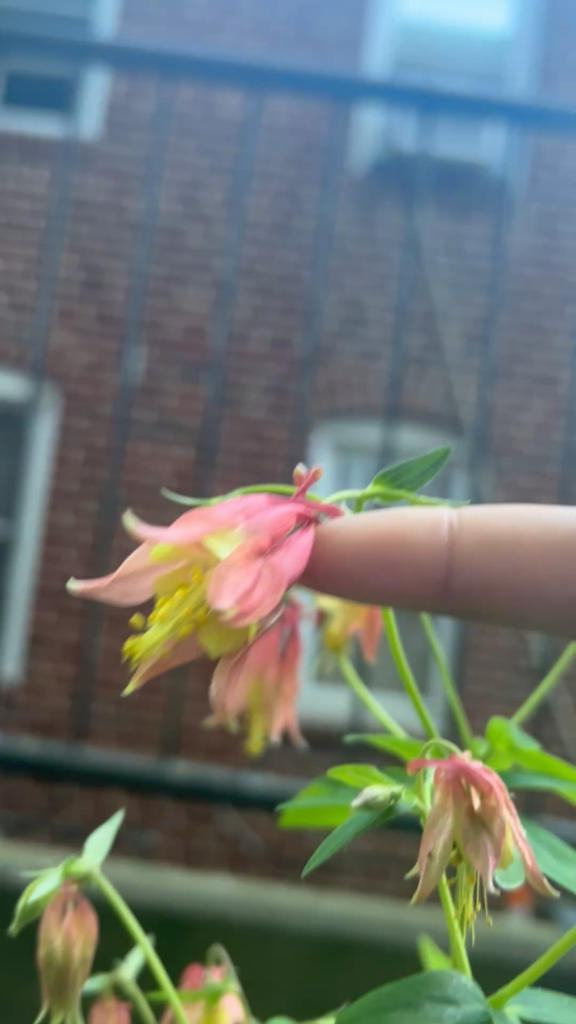 Eastern red columbine flower up close