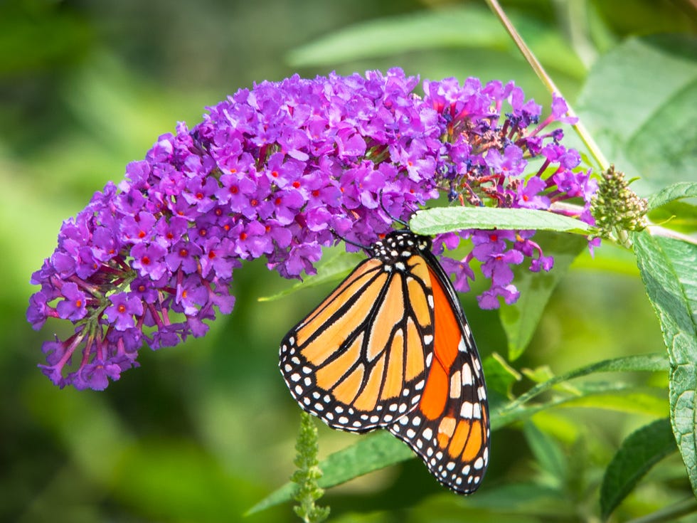 Vibrant Purple Buddleia Flower with a Monarch Butterfly