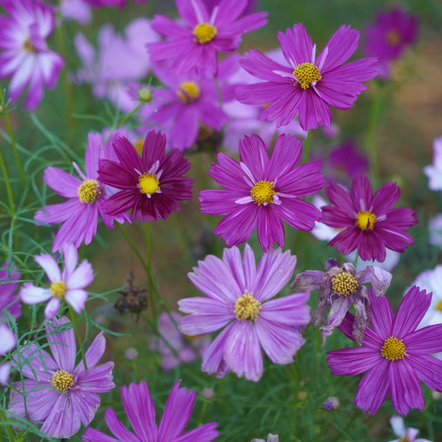 pink cosmos flower is it okay to pick someone elses flowers- pink cosmos flower