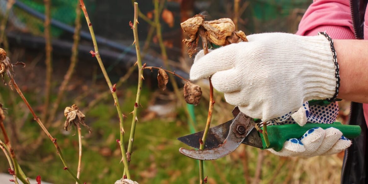 7 Plants to Prune in April Before It’s Too Late 7 Plants to Prune in April Before It’s Too Late