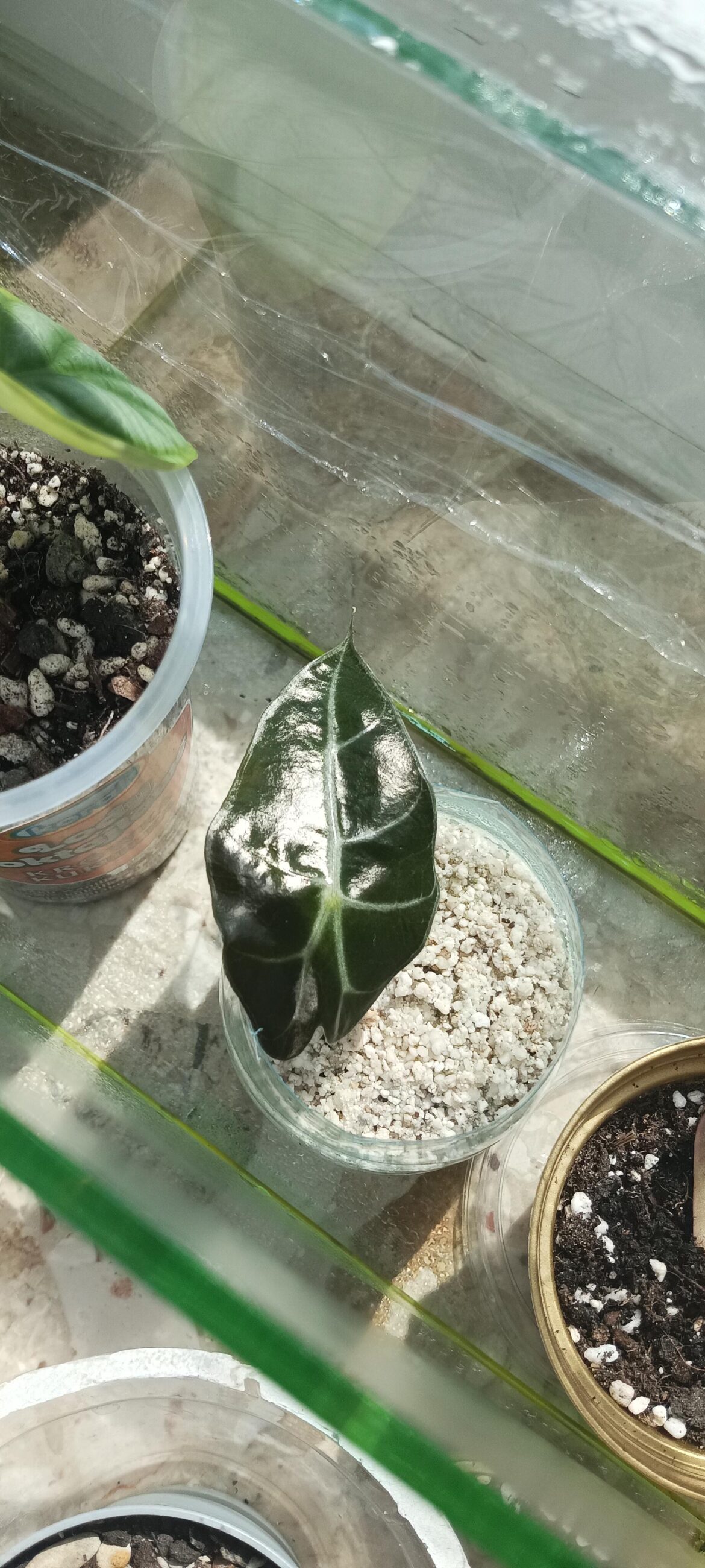 How long can it stay in perlite?