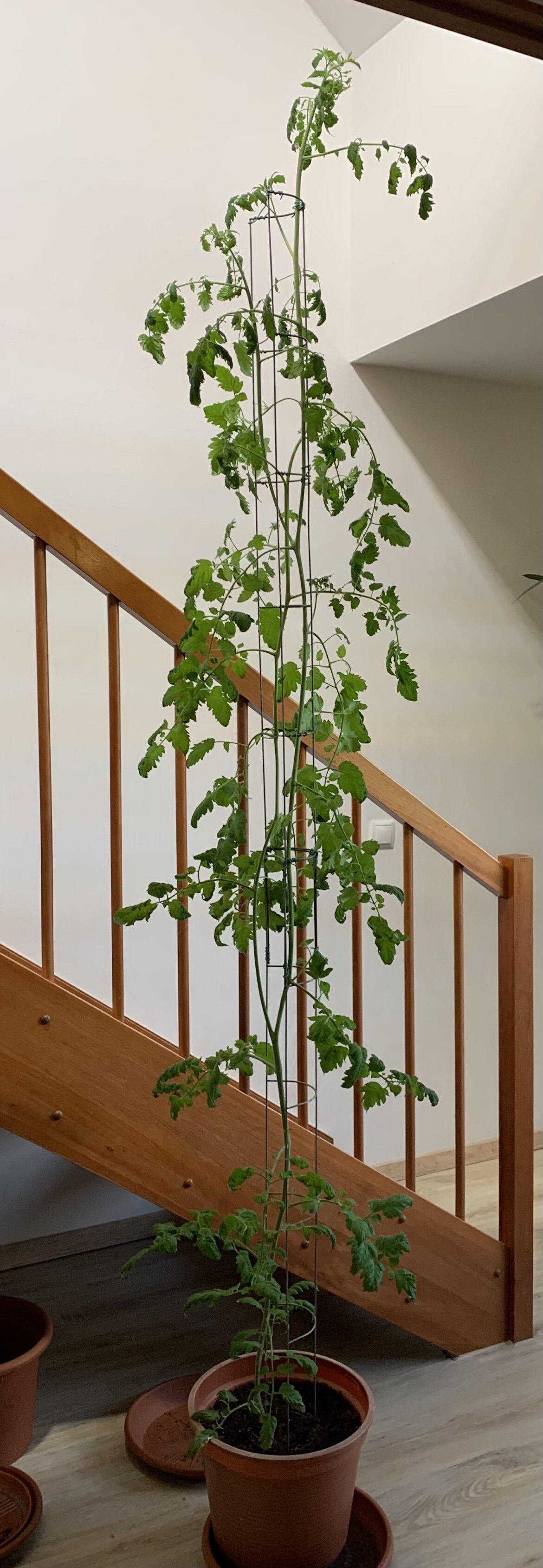 What to do with my 223 cm tall Black Cherry? What to do with my 223 cm tall Black Cherry?
