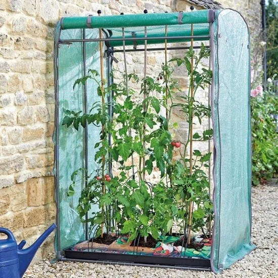 Are you planting tomatoes too early?