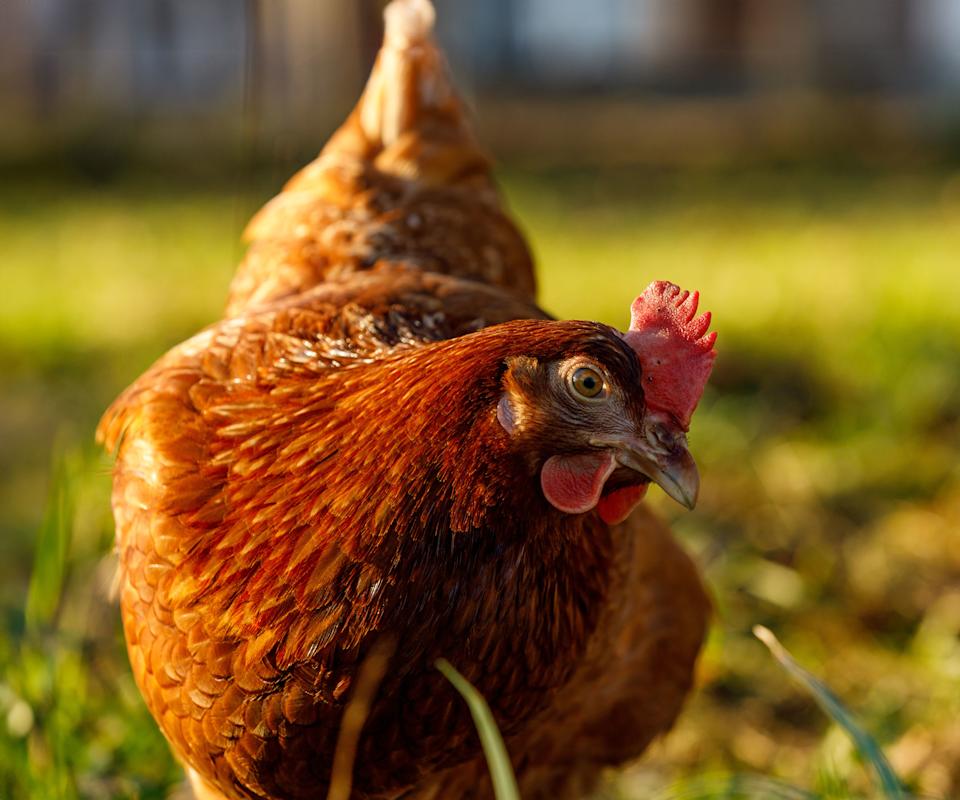 chicken in back garden standing on lawn