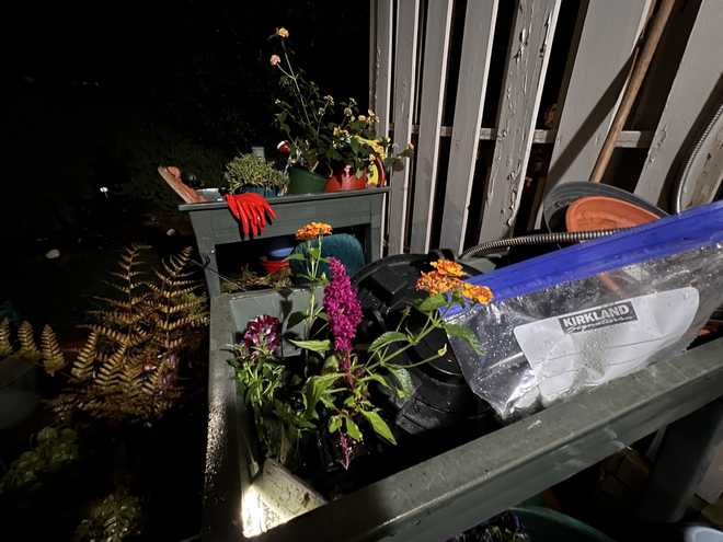 Gardening in the dark, Michelle Kennedy in Winston-Salem gardening in the dark, michelle kennedy in winston-salem