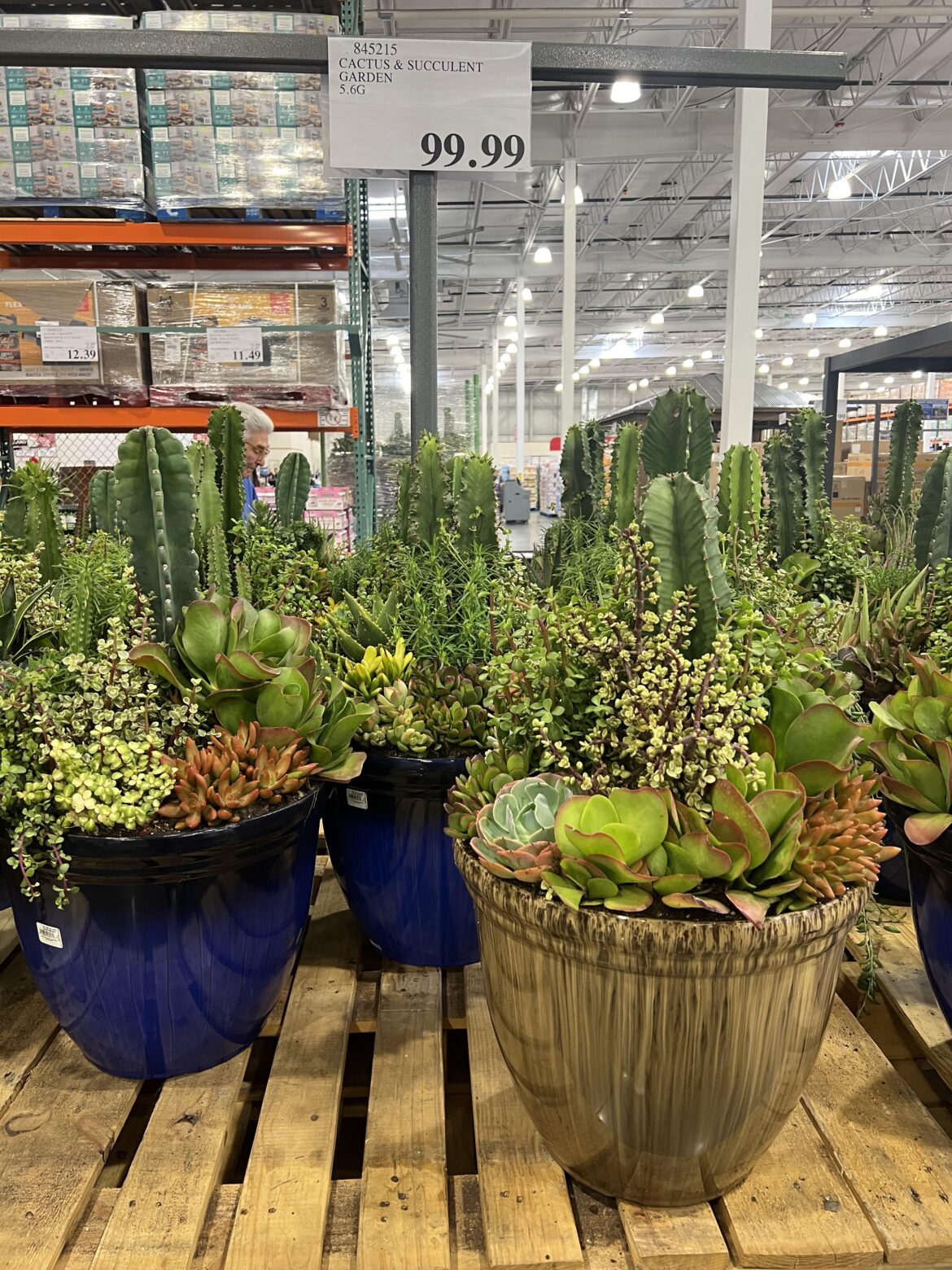 Costco succulent pot