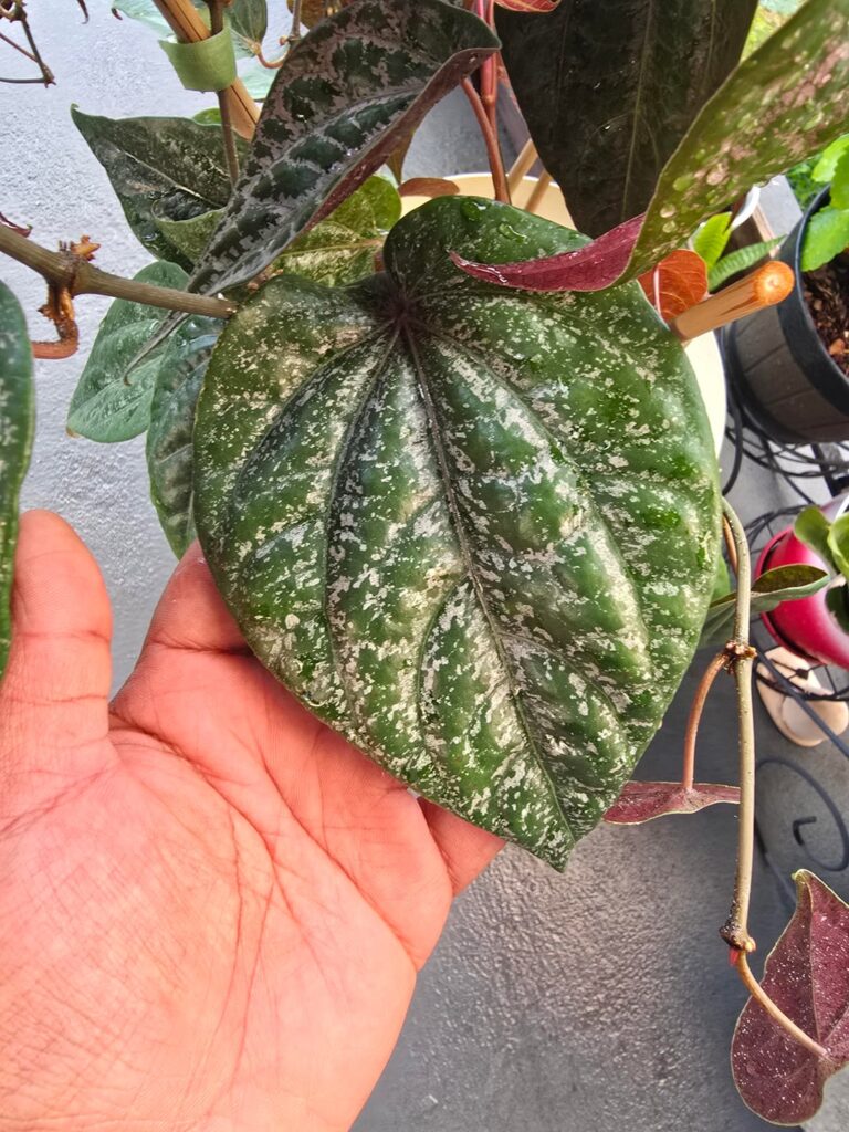 Piper crocatum 25ft of vine.