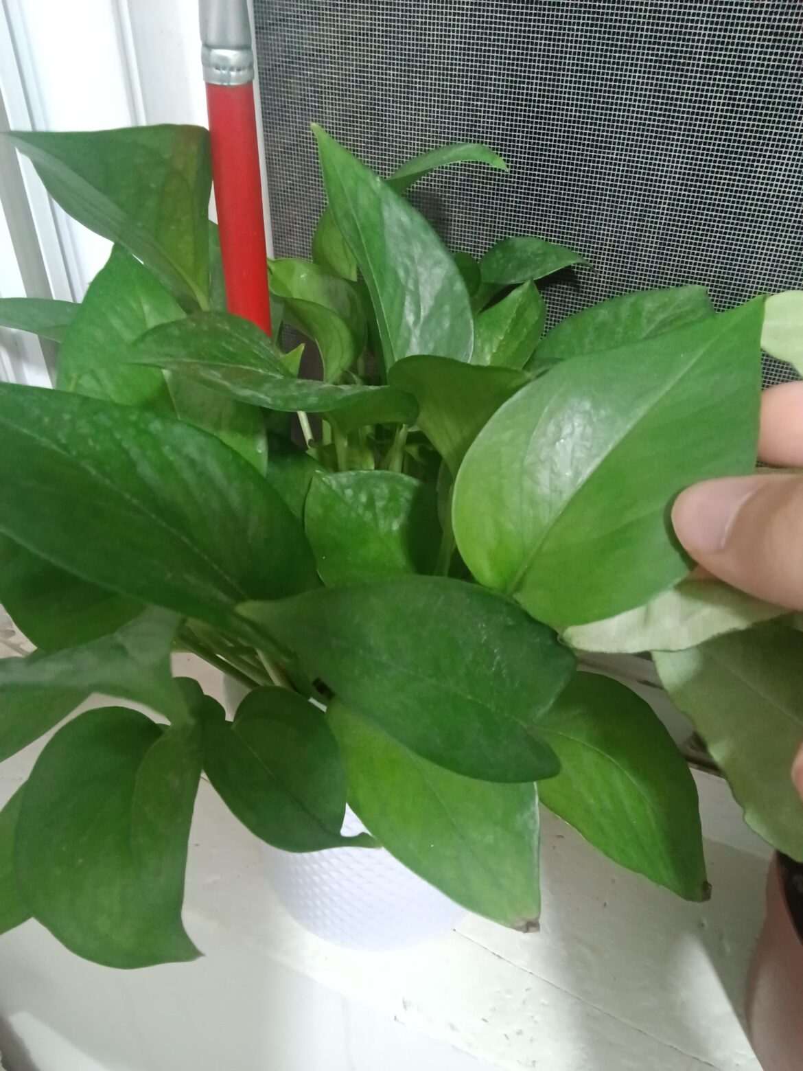 Why does my pothos' leaves feel lighter and more bleached?