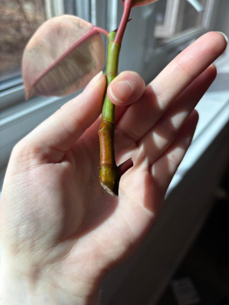 Are these root nubs?