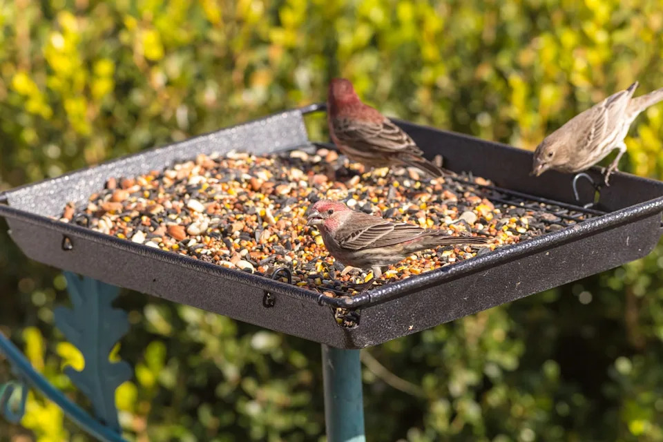 platform bird feeders are excellent choice for wide variety of birds. house finches, males and female, on feeder.