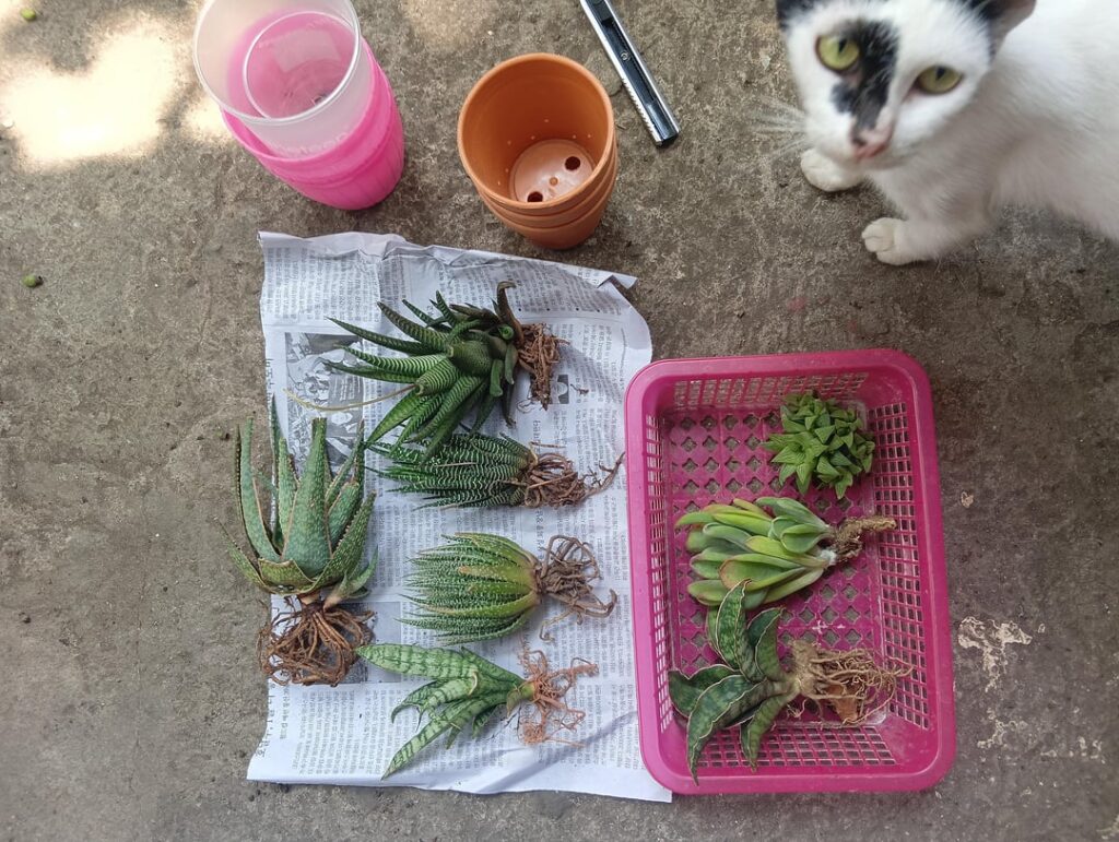 Time to pot! Time to pot!