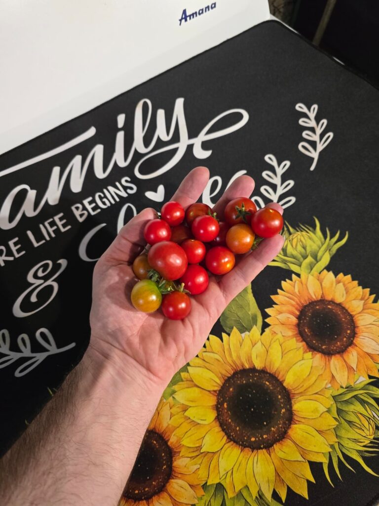 This week's harvest from the office garden