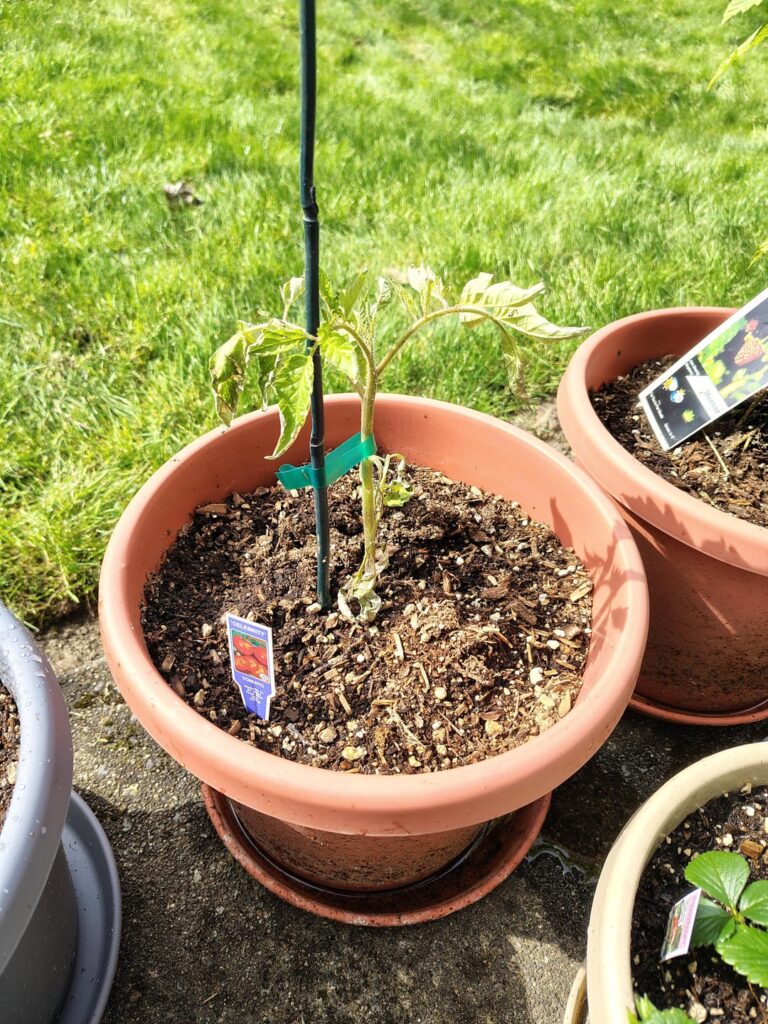Tomato plant wilty after repotting