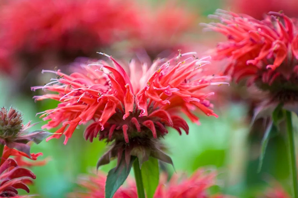monarda in bloom