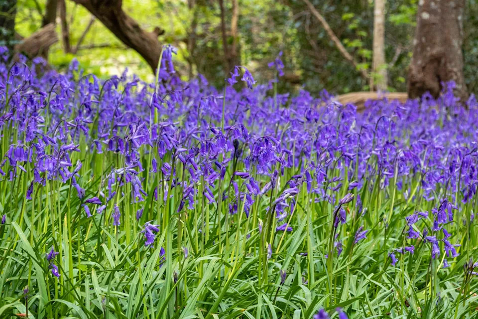 a bank of english bluebell flowers (hyacinthoides non scripta) in dappled sunlight on an oak woodland floor. this host of bluebells plants are growing in protected woodland near the river torridge in great torrington, north devon.