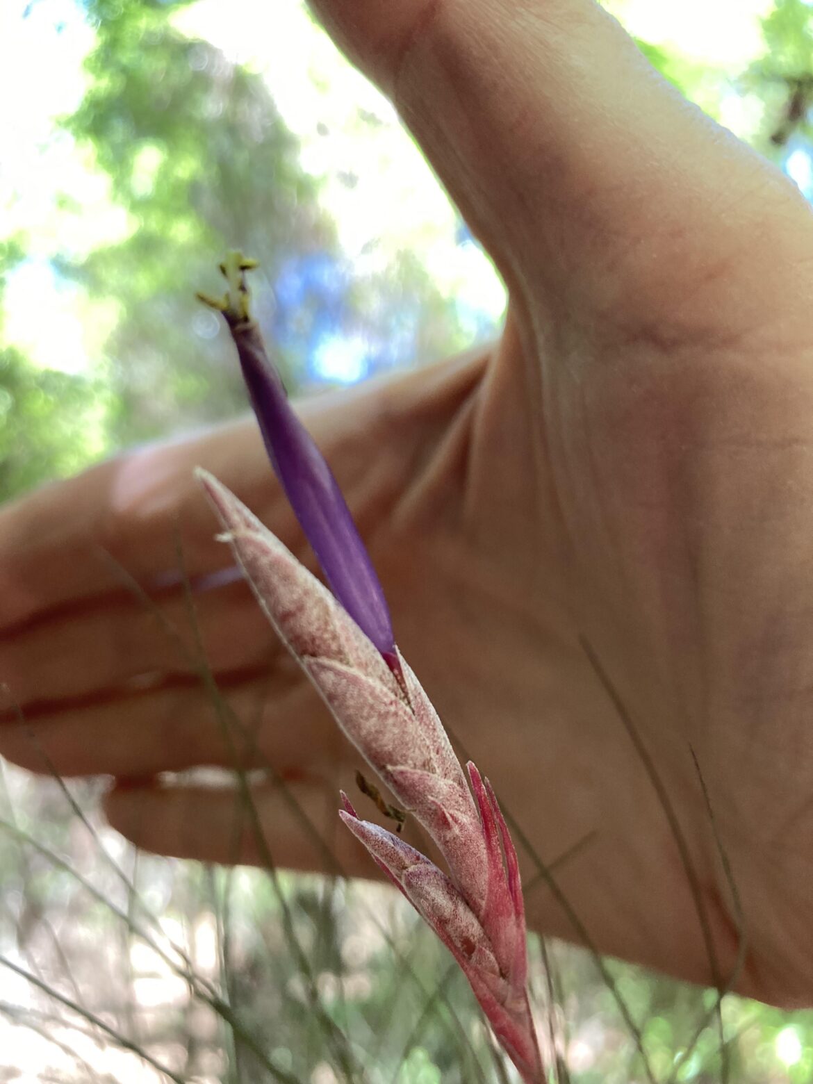 Airplant flower beginning to open
