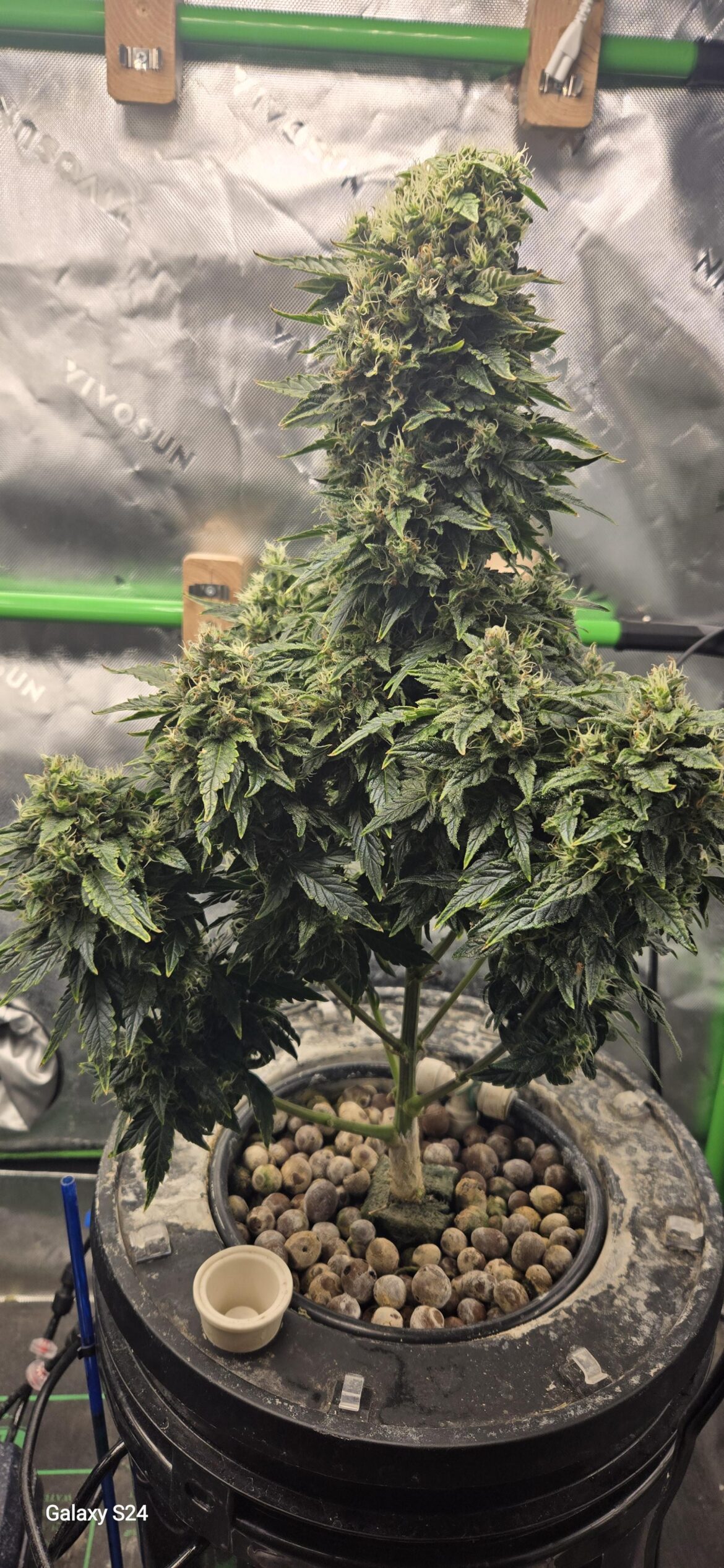 First hydro grow(dwc)